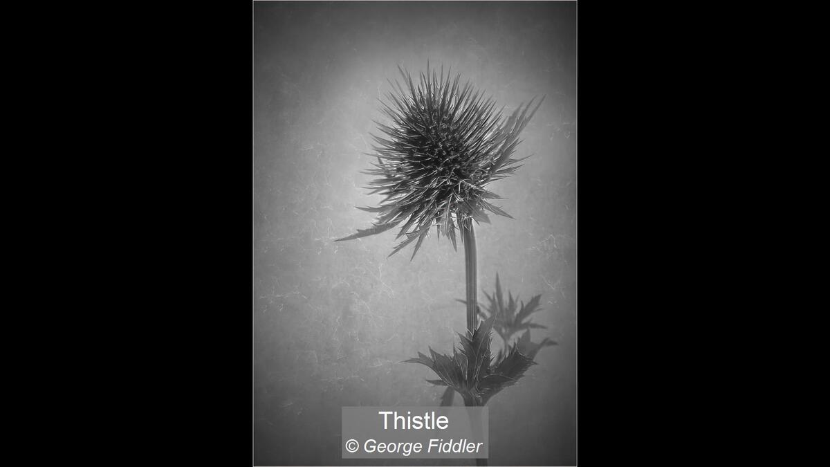 16_Thistle_George Fiddler